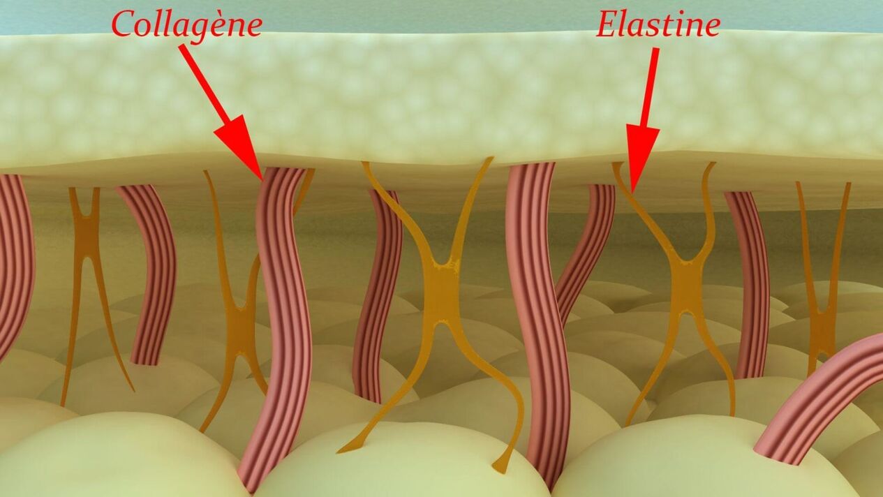 Collagen and elastin structural proteins of the skin. 